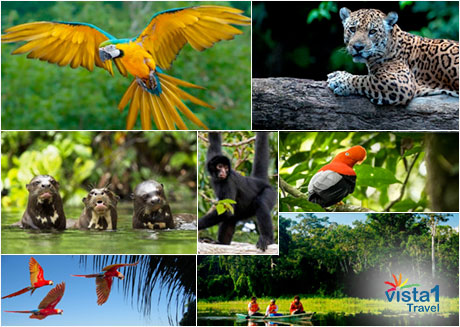 Manu National Park