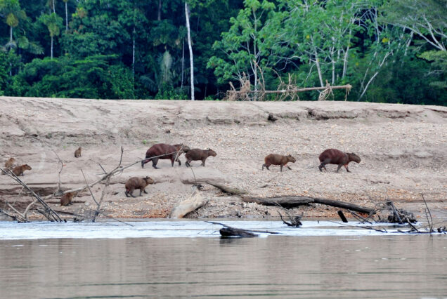 Tour Manu Amazon Cultural Zone 3d/2n