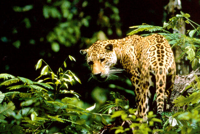 Manu Tour Reserved Zone & Cocha Otorongo 6d/5n