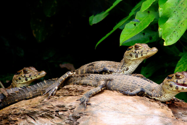 Tambopata Tour With Full Sandoval Lake 3d/2n