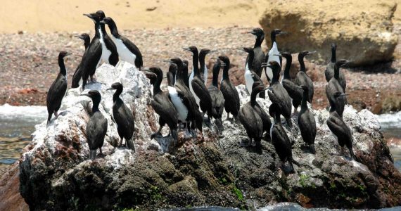 Humboldt penguins